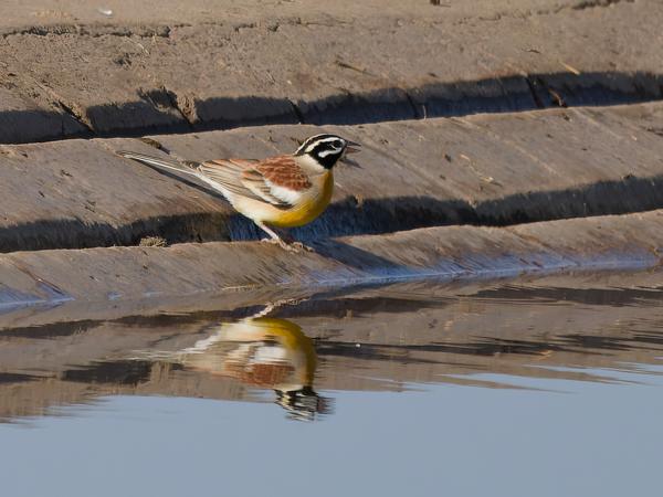 Acaciagors (Emberiza flaviventris)